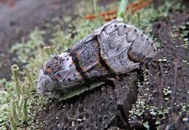 Attēlu rezultāti vaicājumam “Anacampsis blatariella”