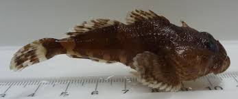 Image result for Myoxocephalus scorpius