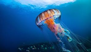 Attēlu rezultāti vaicājumam “Scyphozoa”