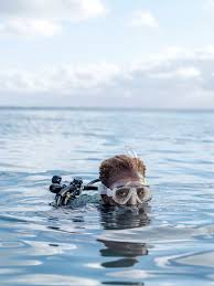 Image result for Duchy Divers
