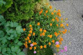 Attēlu rezultāti vaicājumam “Helianthemum x hybridum”