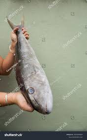 Image result for Aprion virescens