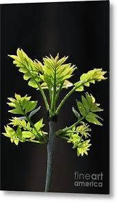 Attēlu rezultāti vaicājumam “Fraxinus excelsior leaf”