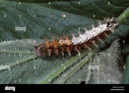 Attēlu rezultāti vaicājumam “Polygonia c-album larva”