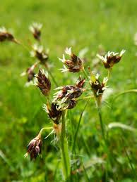 Attēlu rezultāti vaicājumam “Luzula campestris”