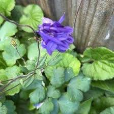 Image result for Aquilegia vulgaris
