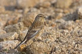 Image result for twite photo