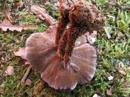 Attēlu rezultāti vaicājumam “Asterodon ferruginosus”