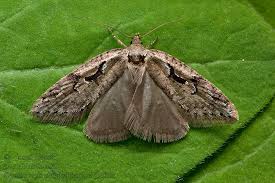 Attēlu rezultāti vaicājumam “Semioscopis steinkellneriana”