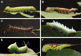 Attēlu rezultāti vaicājumam “Notodontidae”