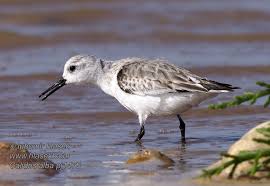 Attēlu rezultāti vaicājumam “Calidris alba”
