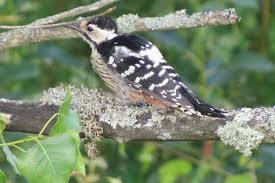 Attēlu rezultāti vaicājumam “Dendrocopos leucotos male”