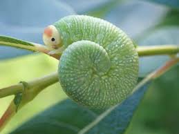 Attēlu rezultāti vaicājumam “Trichiosoma larva”