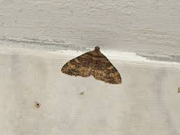 Attēlu rezultāti vaicājumam “Geometridae”