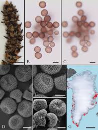 Attēlu rezultāti vaicājumam “Sphacelotheca hydropiperis”