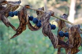 Attēlu rezultāti vaicājumam “Polygonatum odoratum fruit”