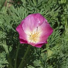 Attēlu rezultāti vaicājumam “Eschscholzia californica flower”