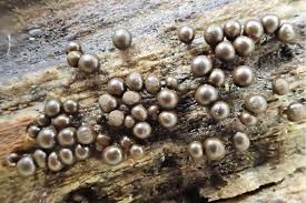 Attēlu rezultāti vaicājumam “Trichia crateriformis stalked”