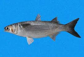 Image result for Mugil