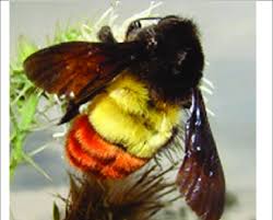 Attēlu rezultāti vaicājumam “Bombus”