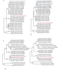 Image result for Rhinoptera brasiliensis