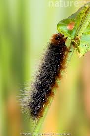 Attēlu rezultāti vaicājumam “Arctia caja larva”