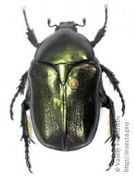 Attēlu rezultāti vaicājumam “Potosia cuprea imago”