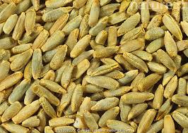 Image result for Secale cereale