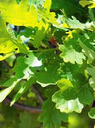 Attēlu rezultāti vaicājumam “Quercus robur Fastigiata”