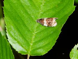 Attēlu rezultāti vaicājumam “Orthotaenia undulana”