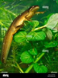 Attēlu rezultāti vaicājumam “Triturus vulgaris female”