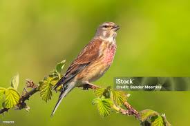 Attēlu rezultāti vaicājumam “Carduelis cannabina”