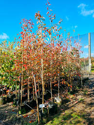Attēlu rezultāti vaicājumam “Amelanchier canadensis”