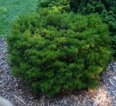 Attēlu rezultāti vaicājumam “Rhododendron sichotense”