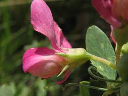 Attēlu rezultāti vaicājumam “Lathyrus tuberosus bud”
