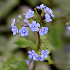 Image result for Brunnera `Jack Frost`