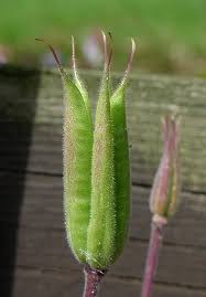 Attēlu rezultāti vaicājumam “Aquilegia vulgaris bud”