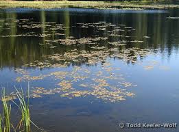 Attēlu rezultāti vaicājumam “Stuckenia pectinata leaf”