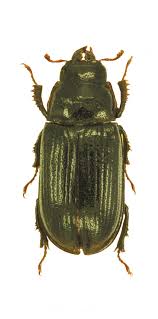 Attēlu rezultāti vaicājumam “Ceruchus chrysomelinus”