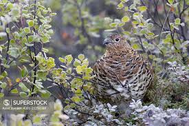 Image result for Lagopus lagopus