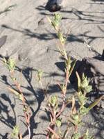 Attēlu rezultāti vaicājumam “Corispermum hyssopifolium”