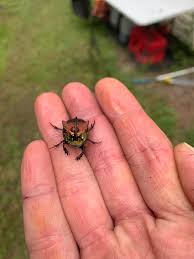 Attēlu rezultāti vaicājumam “Aphodius sp. imago”