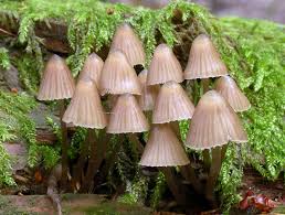 Attēlu rezultāti vaicājumam “Mycena”