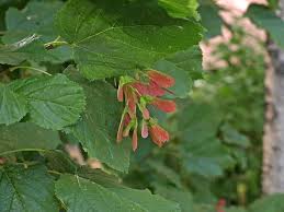 Attēlu rezultāti vaicājumam “Acer tataricum fruit”