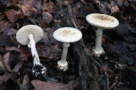 Attēlu rezultāti vaicājumam “Amanita citrina”