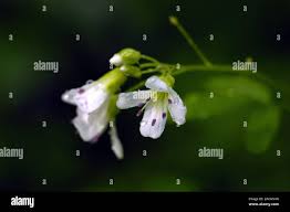Attēlu rezultāti vaicājumam “Linum catharticum flower”