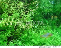 「水蘊草」的圖片搜尋結果