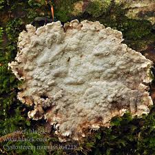 Attēlu rezultāti vaicājumam “Cystostereum murrayi”