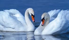 Image result for Cygnus cygnus