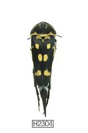 Attēlu rezultāti vaicājumam “Mordellidae”